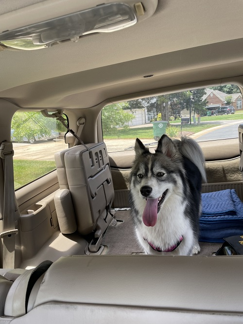 Company Logo For Animal People Pet Sitting &amp; Dog Wal'