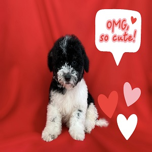 Company Logo For Puppies For Sale In Bay Area'