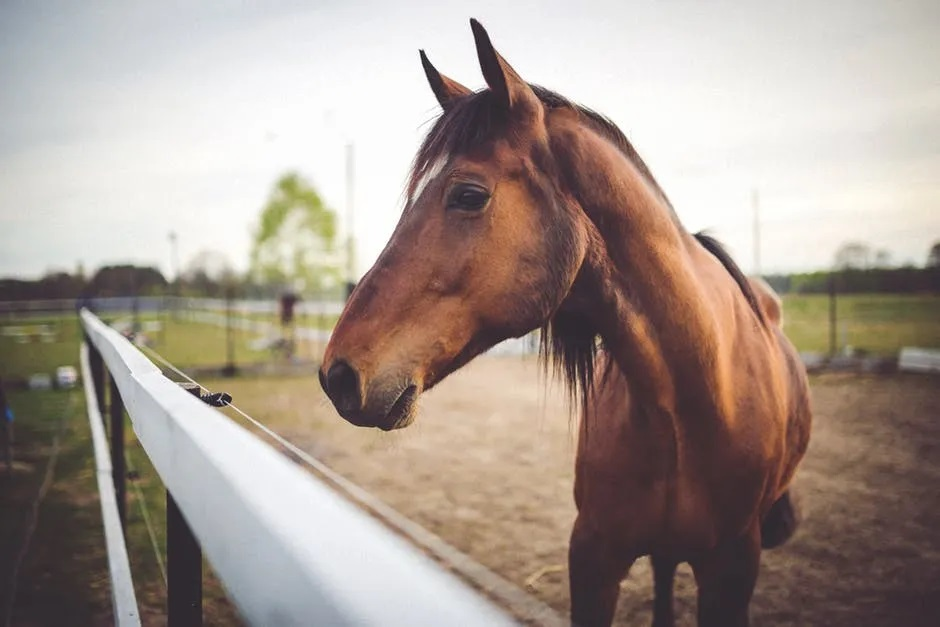 Horse Insurance Market