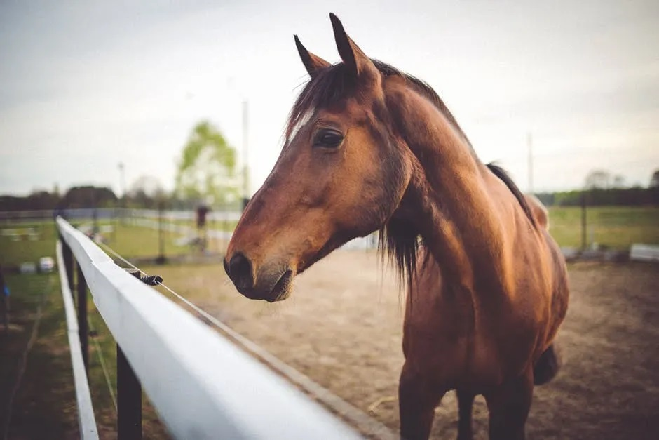 Horse Insurance Market'