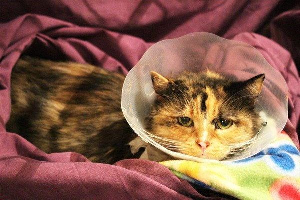 The Vet Bill'