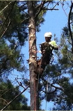 Company Logo For Certified Tree Experts'