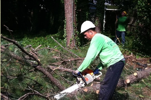 Company Logo For Certified Tree Experts'