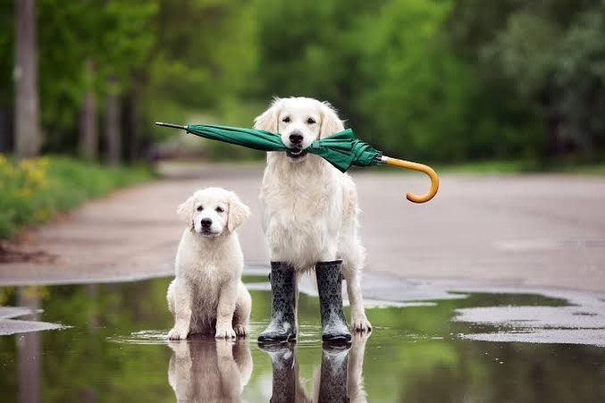 Puppy School'