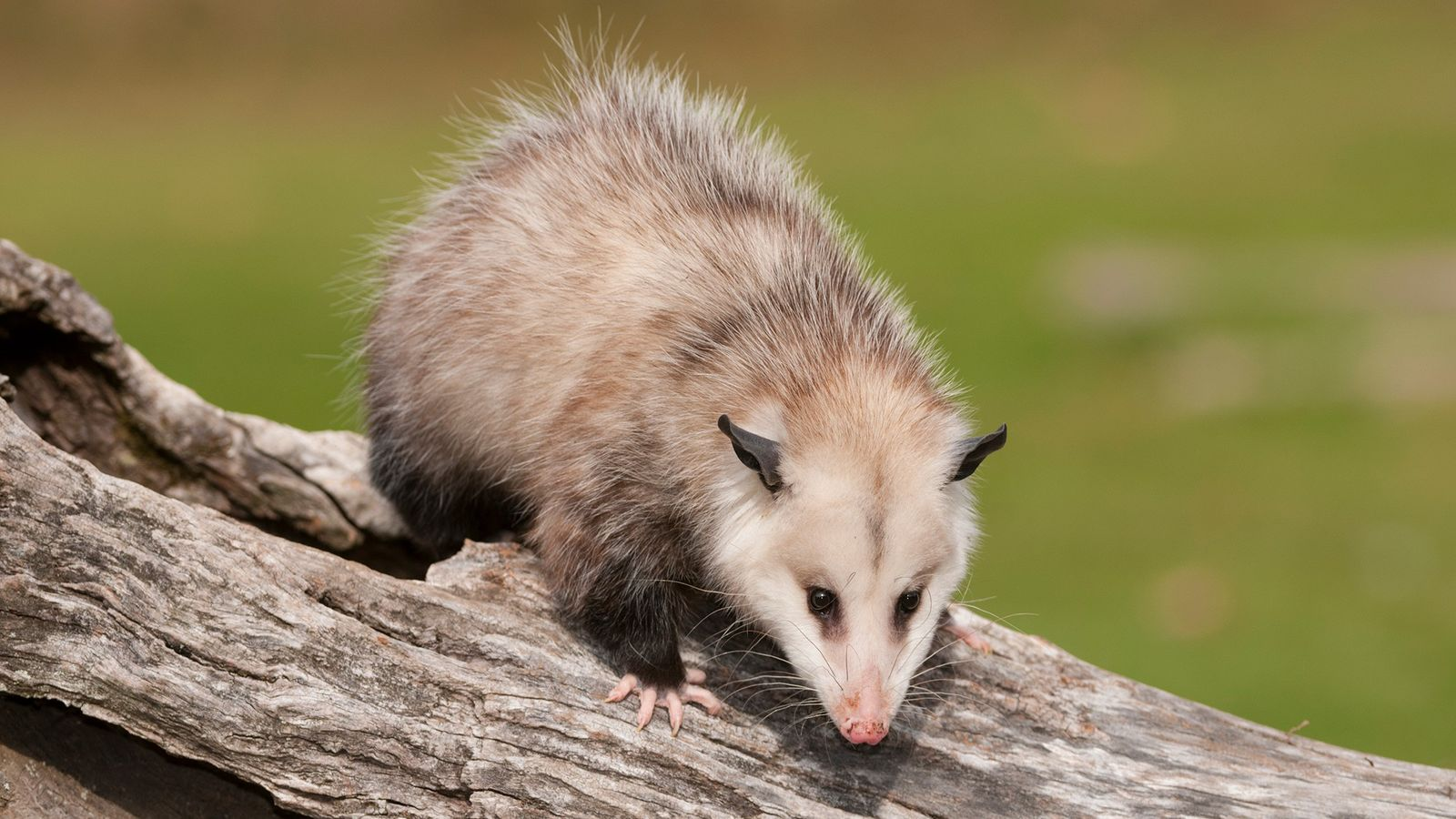 Company Logo For Preventive Possum Removal Brisbane'