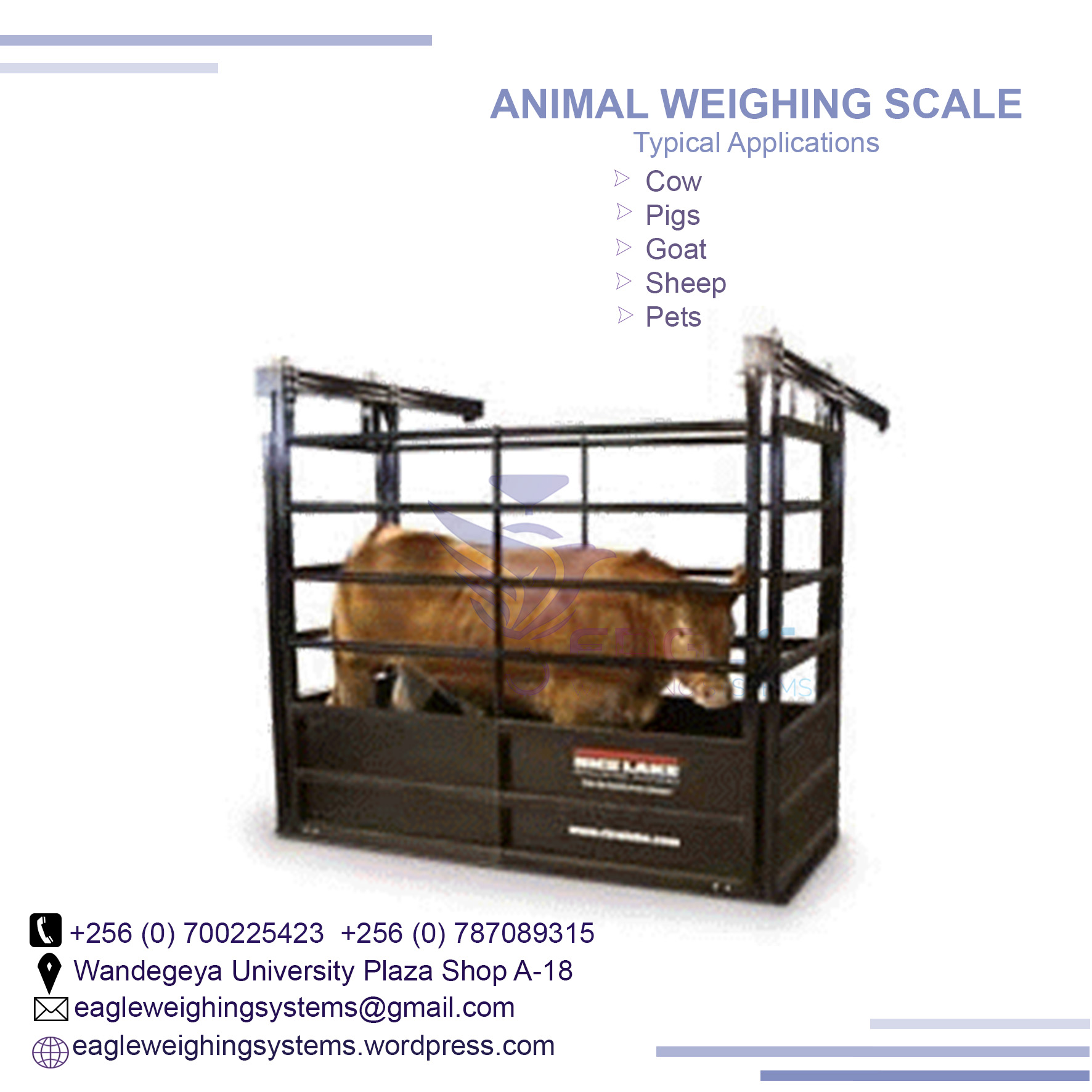Heavy duty Animal weighing scales in Kampala Uganda'