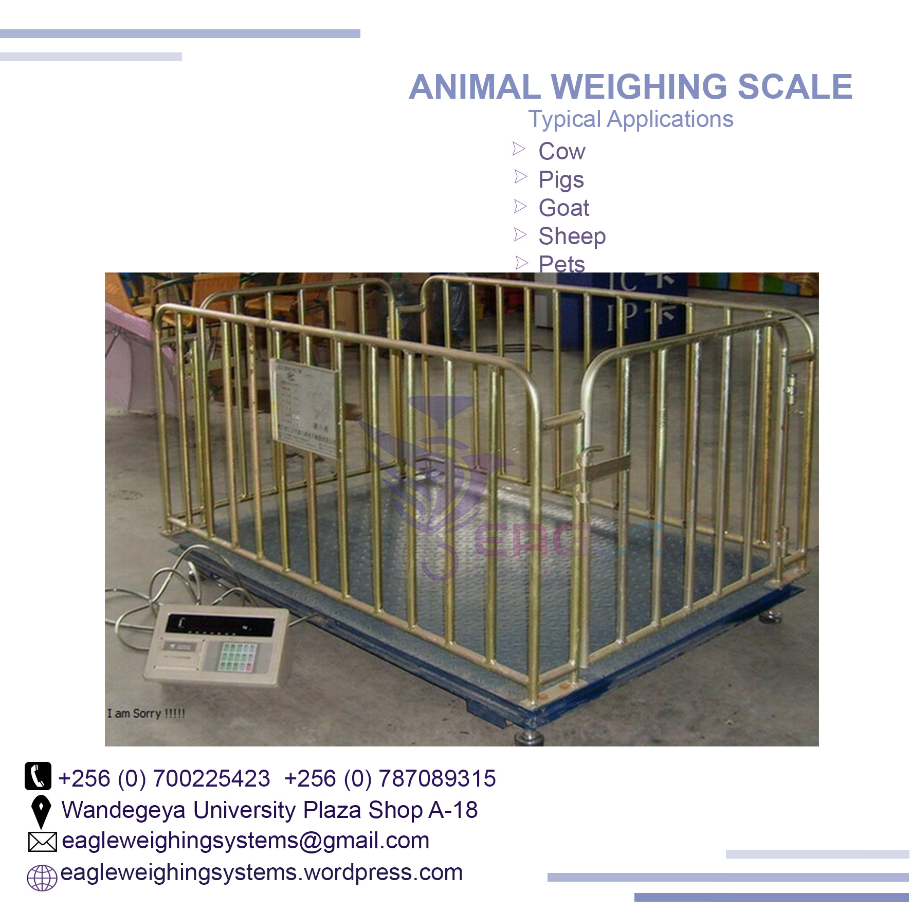 Livestock animal Weighing floor scales at Eagle Weighing sy'