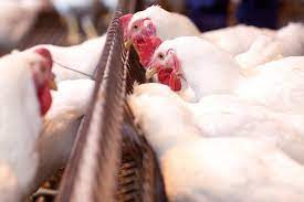 Poultry Feeding Systems Market'