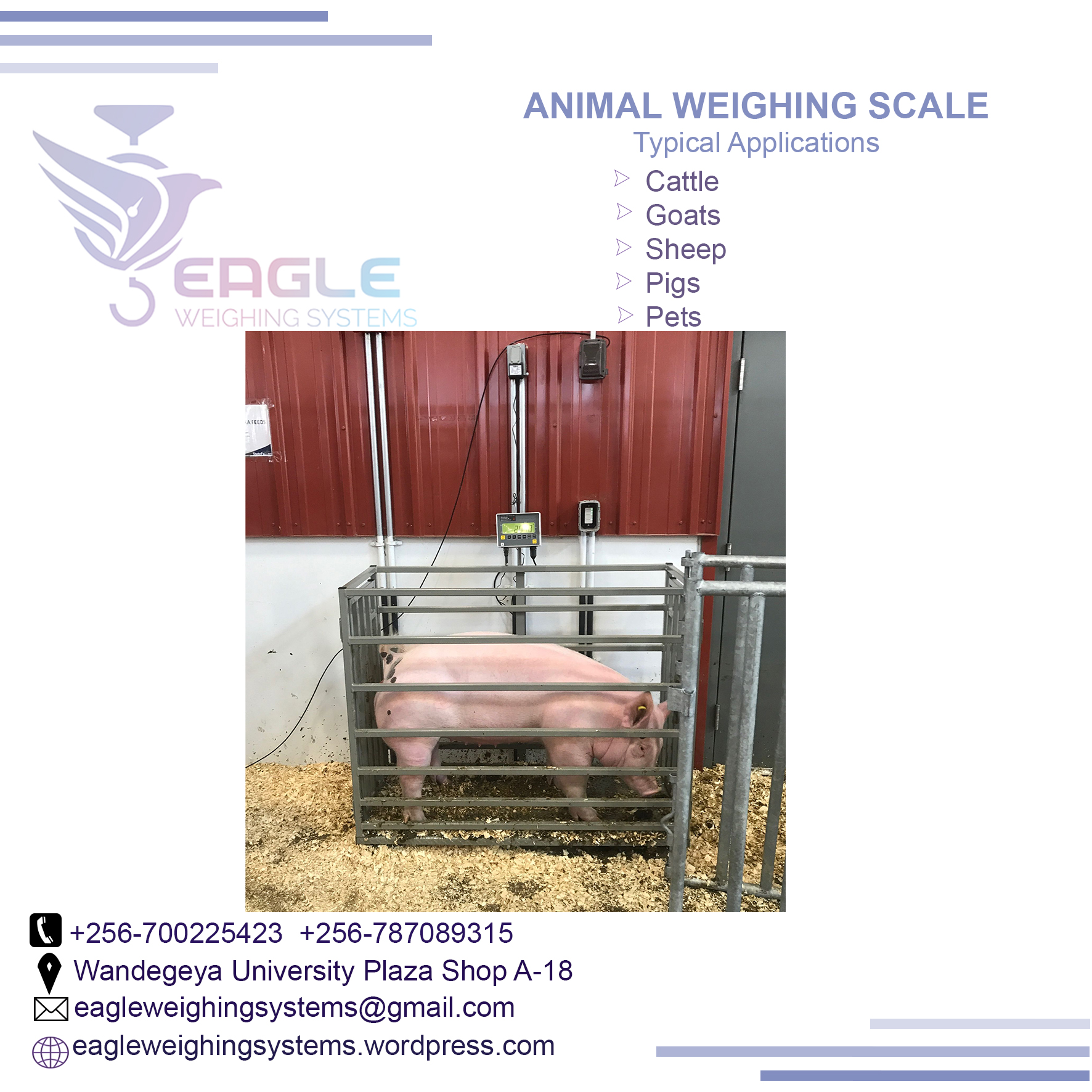 3000kg Digital Platform animal weighing scales in Kampala U'