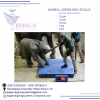 electronic animal weigh scale in Kampala Uganda'