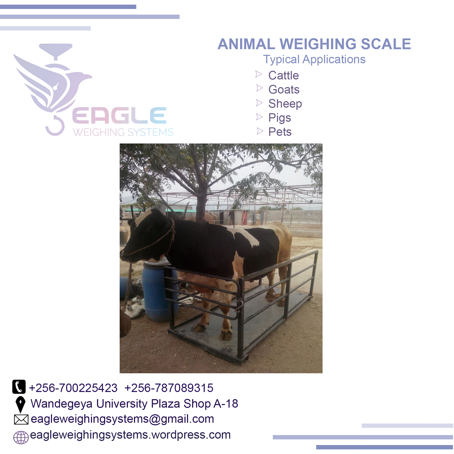 1t 3t 5t industrial animal digital platform weighing scales'
