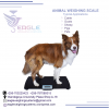 Stainless steel top platform animal weighing scale with rai'