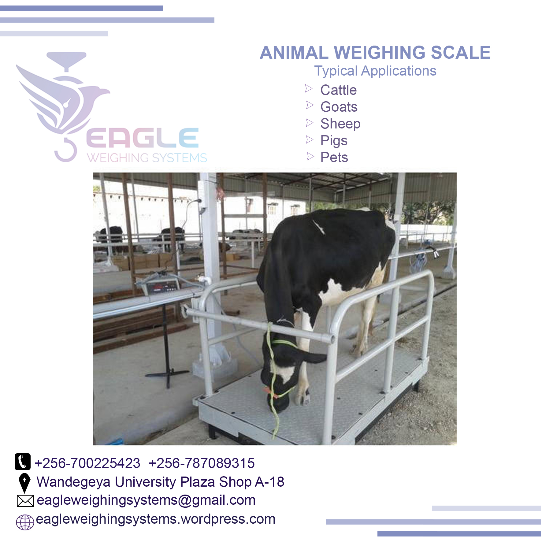 Platform floor animal weighing scale'