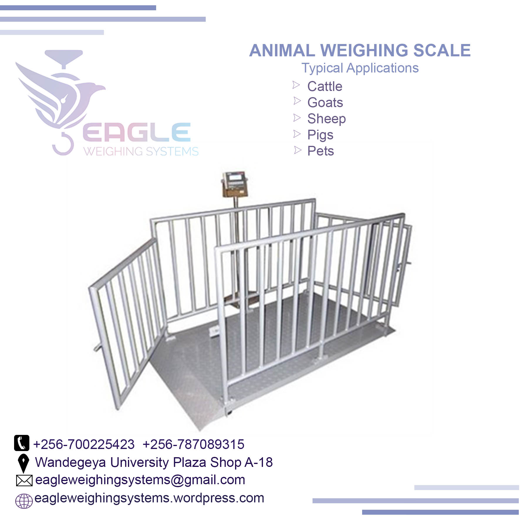 weighing cattle bench scale in Kampala'