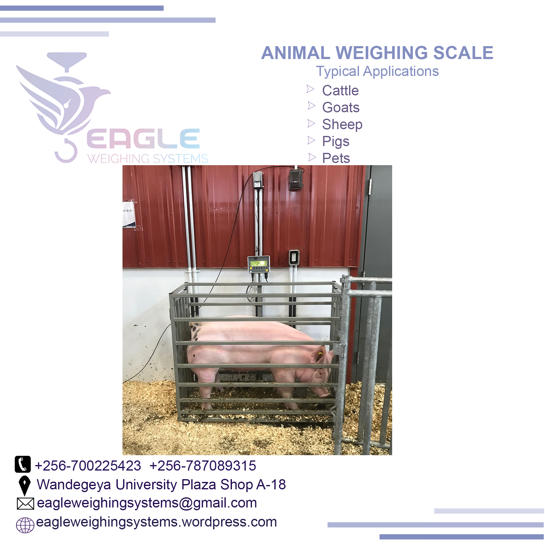 Livestock animal Weighing floor scales'