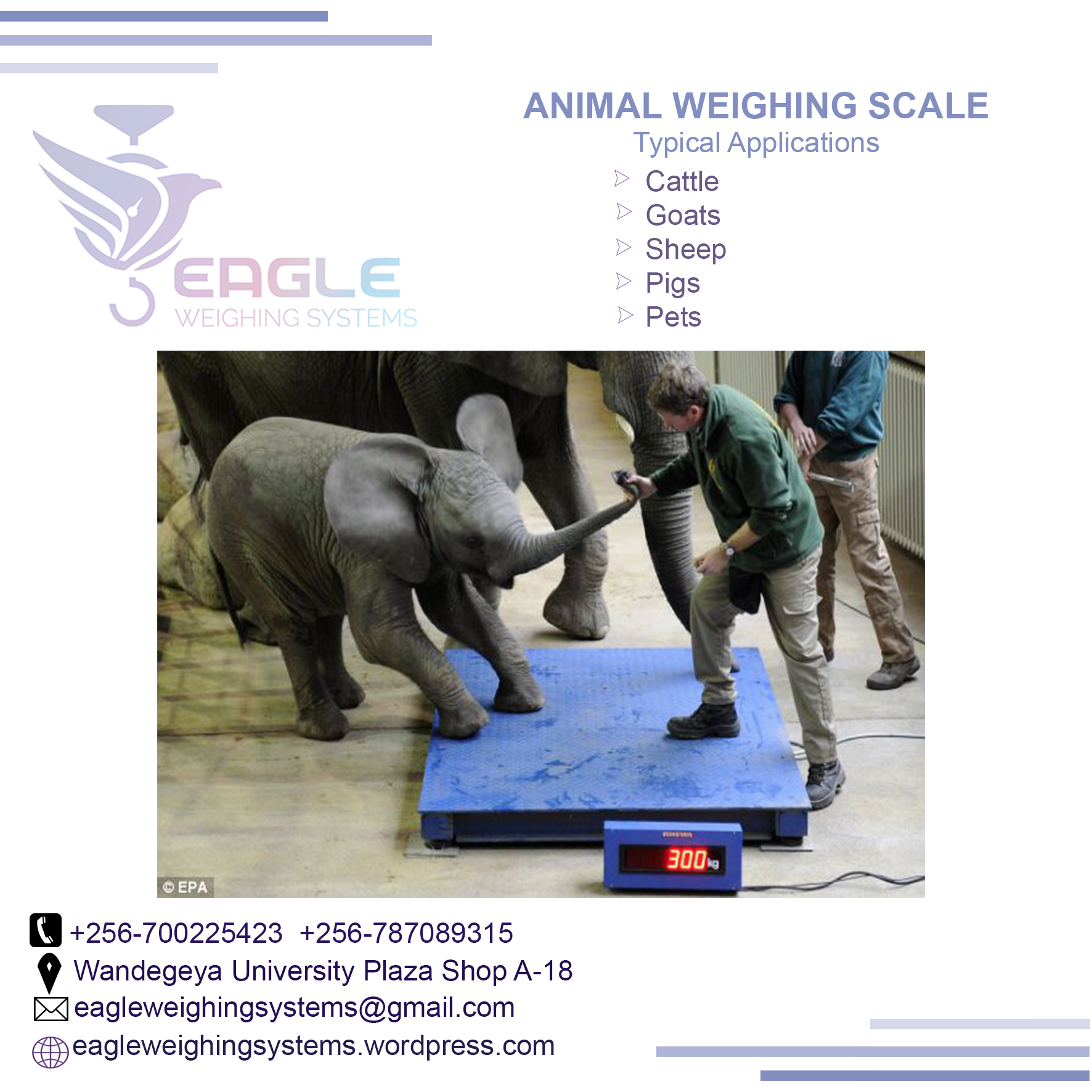 Animal livestock Weighing Scale'