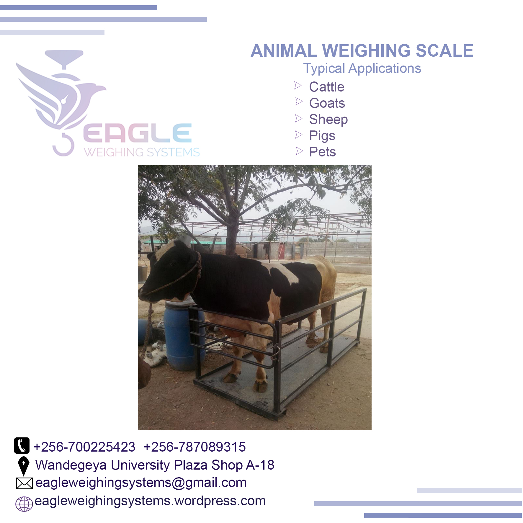 Electronic Animal Weighing Scales Company in Kampala Uganda'