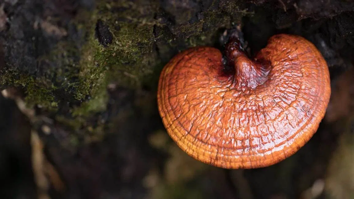 Medicinal Mushroom Market'