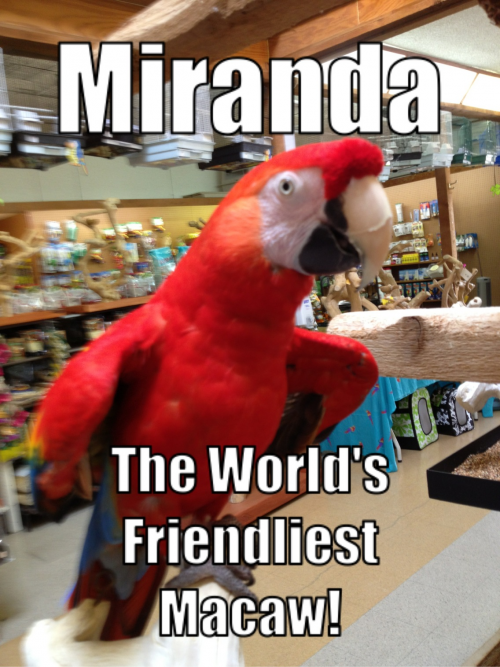 Kookaburra Bird Shop'