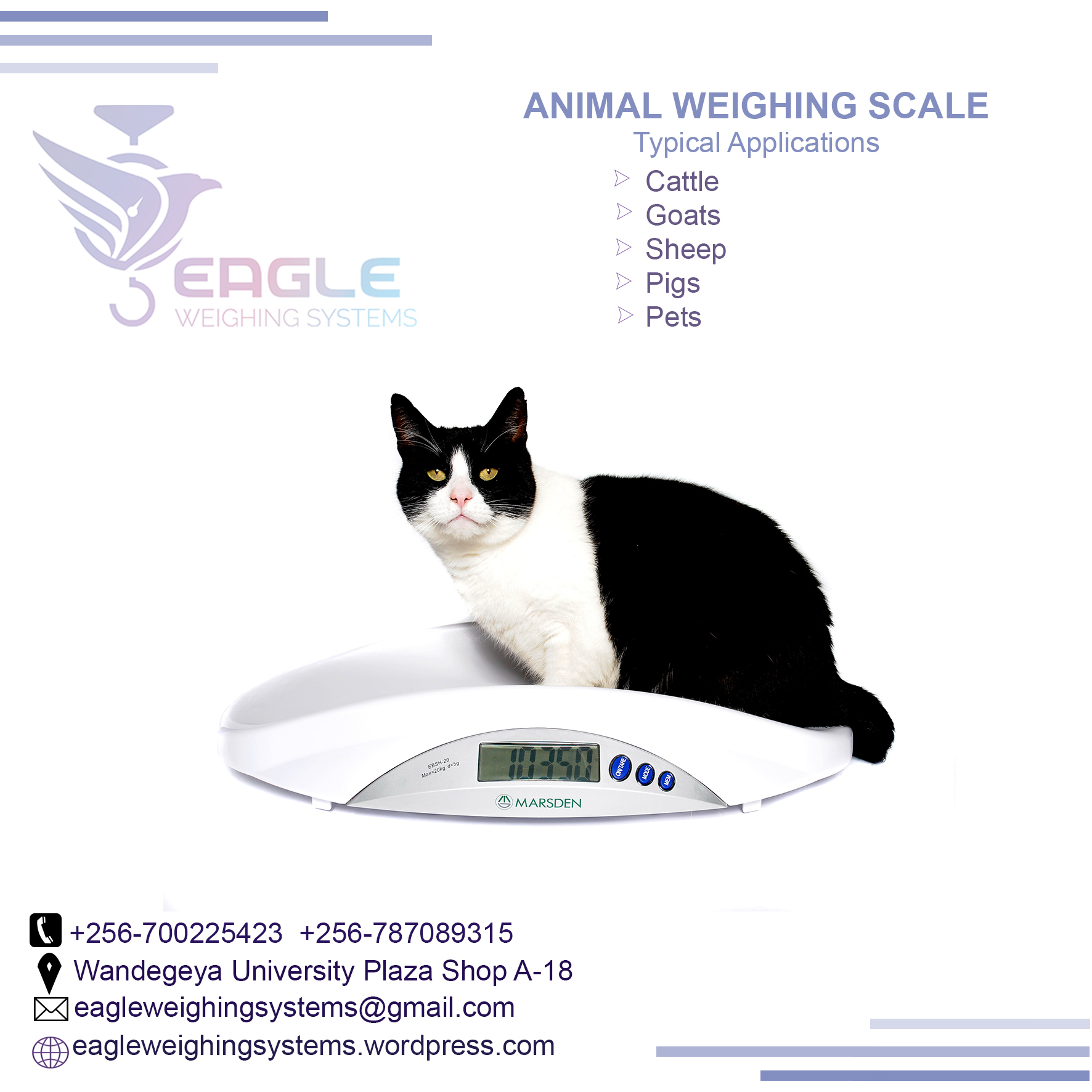 Pet platform animal weighing scales in Kampala Uganda'
