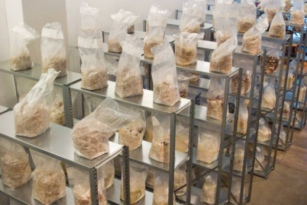 The Cincinnati Mushroom Farm'