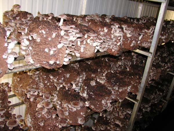 The Cincinnati Mushroom Farm'