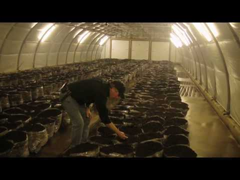 The Cincinnati Mushroom Farm'
