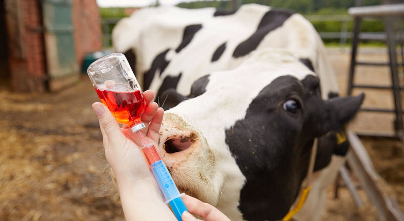 Veterinary Drugs Market'