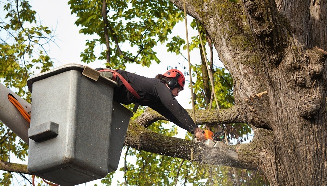 Company Logo For Funky Town Tree Service'