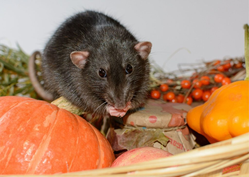 Company Logo For Spring Nature Wildlife Experts'