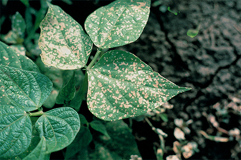 Plant Disease Diagnostic Market
