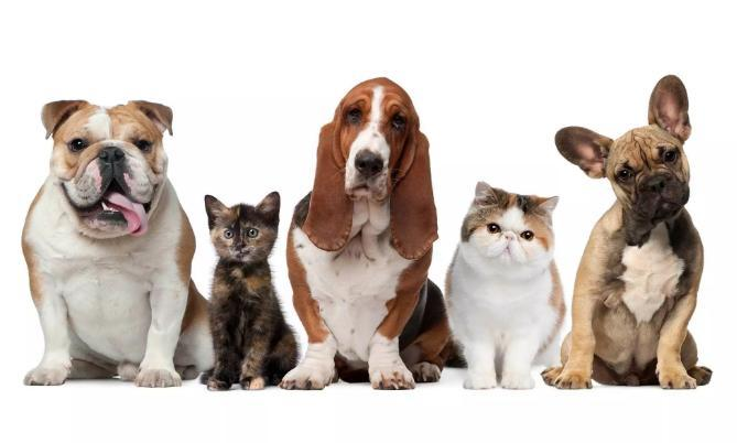 Petcare Software Market