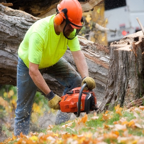 Company Logo For Green River Tree Removal'