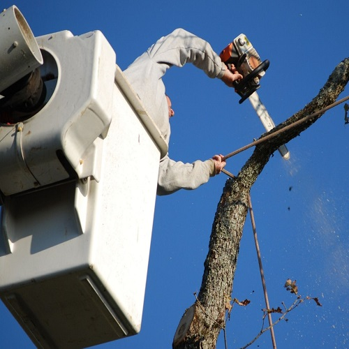 Company Logo For The Copper State Tree Service'