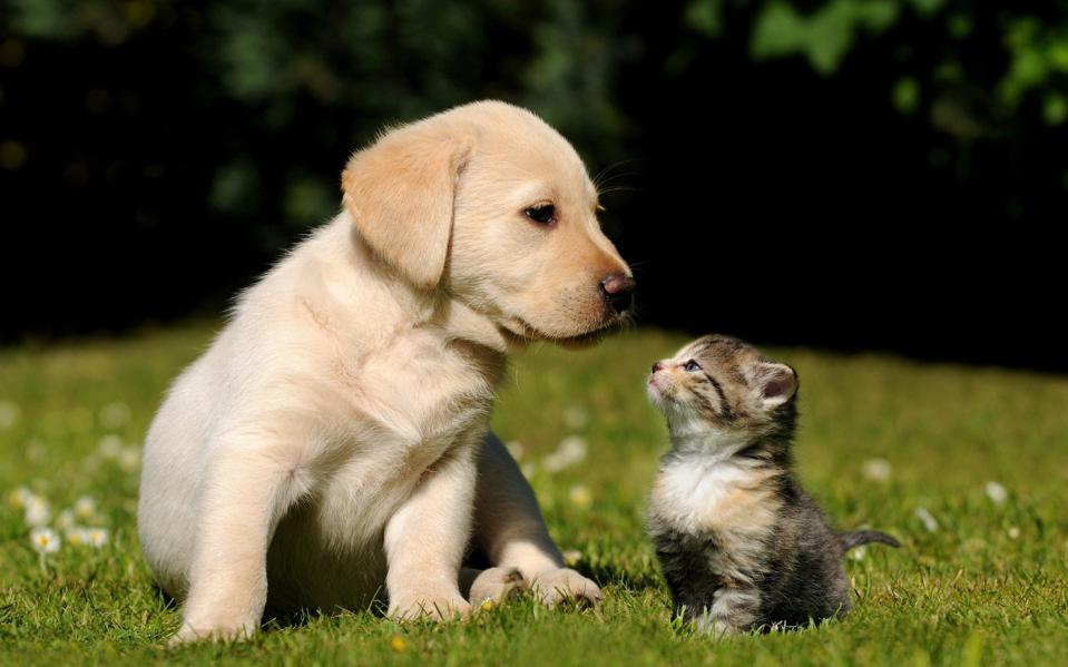 Dog &amp; Cat Toys Market'