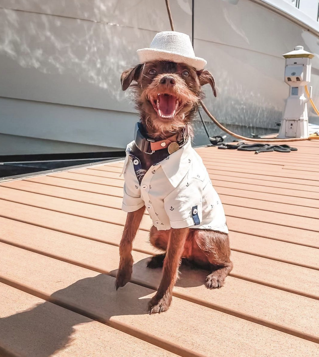 Bastian The Talking Terrier