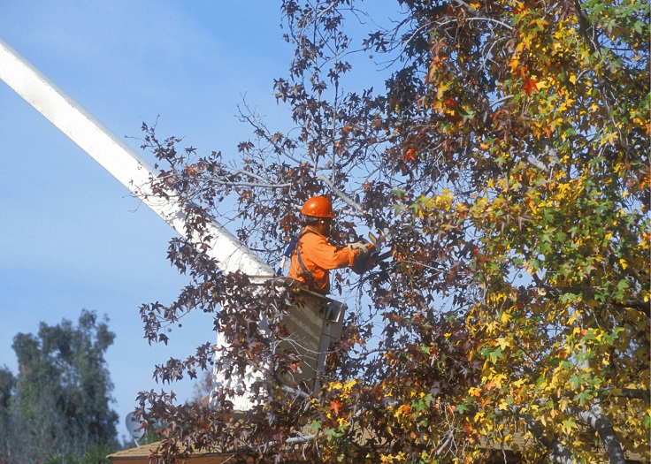 The Whaling City Tree Service Logo