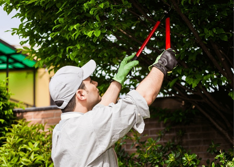 Company Logo For Port City Tree Service'