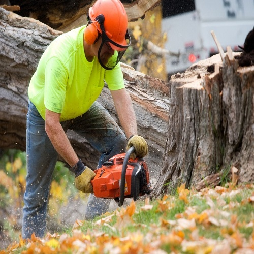 Company Logo For Electric City Tree Service'