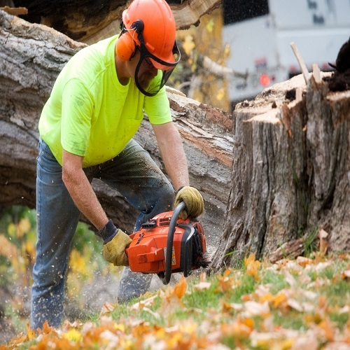 Company Logo For Five Season Tree Services'