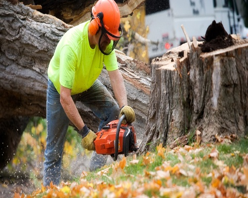 Paradise Coast Tree Removal Solutions'