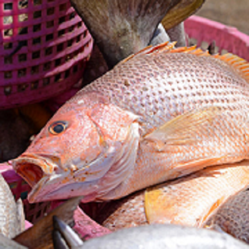 Fish Taxi Sportfishing'