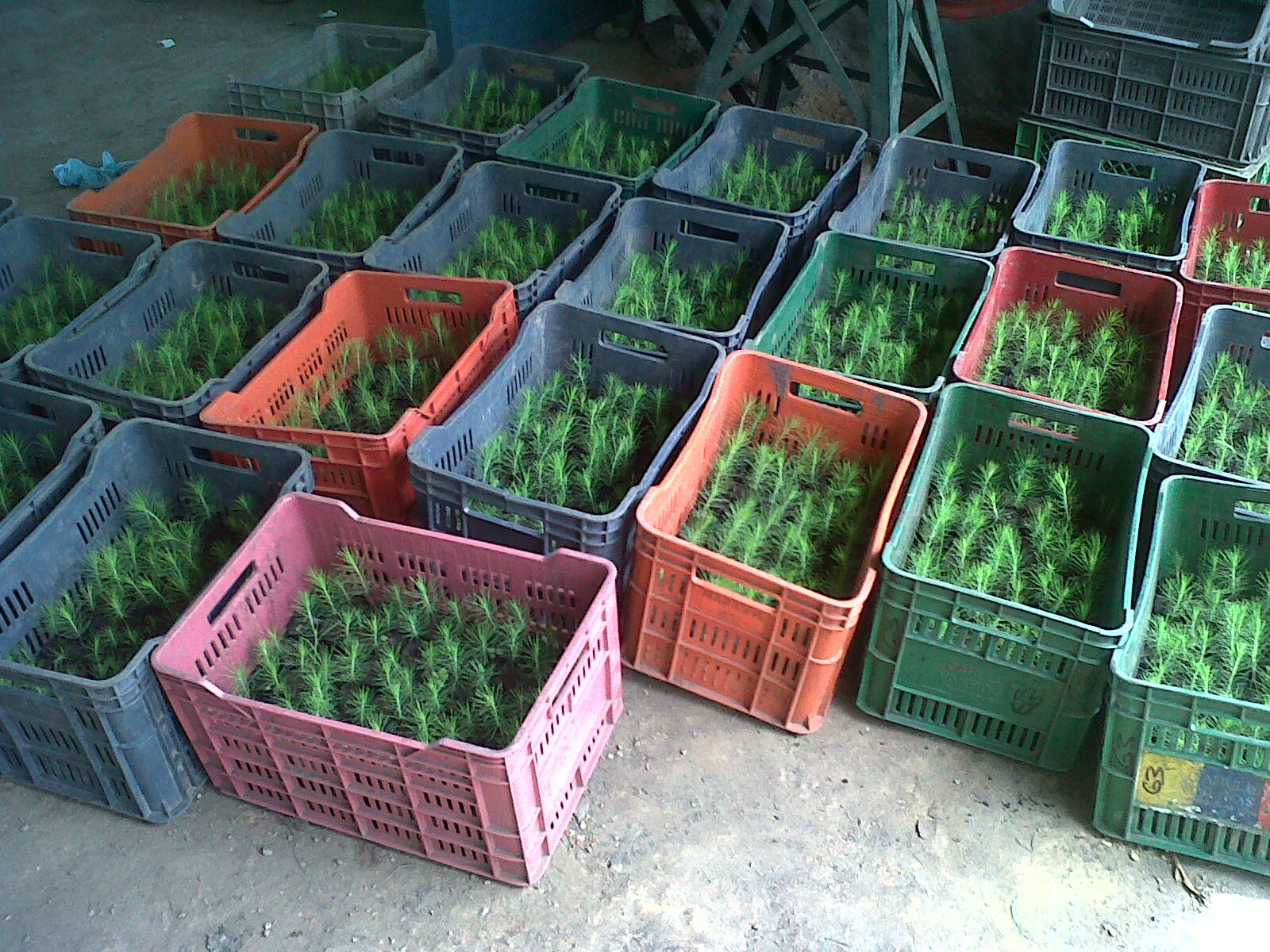 Become a Green Person'