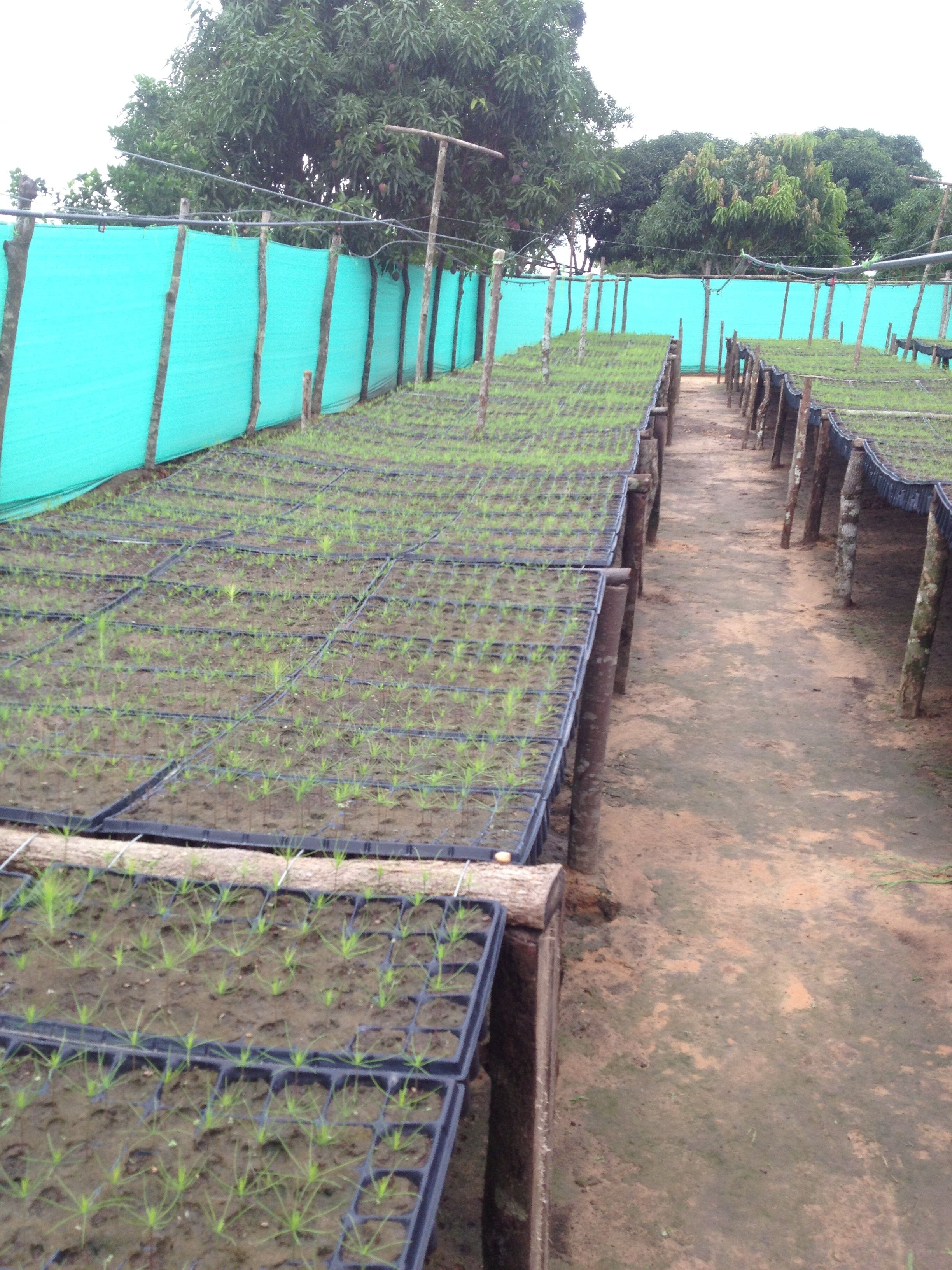 Become a Green Person'