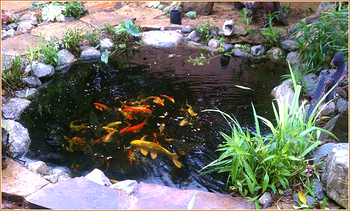 Koi Pond