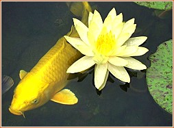 Yellow Koi