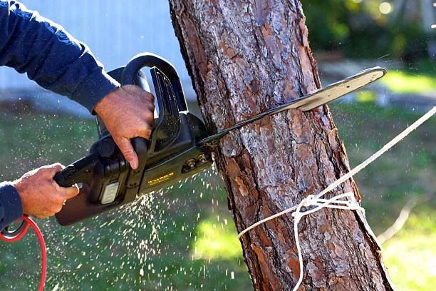 Vernon Avenue Tree Service Ontario'