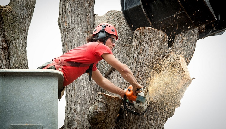 Company Logo For Sierra Tree Service'