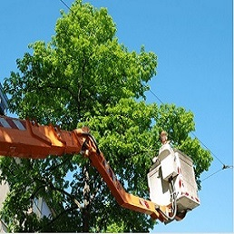 Company Logo For 1Burbanker Tree Service Burbank'