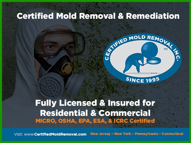Mold Inspection Near Me'